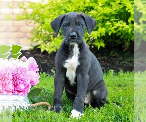 Medium Photo #3 Great Dane Puppy For Sale in RICHLAND, PA, USA