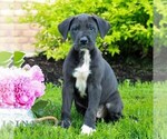 Small #2 Great Dane
