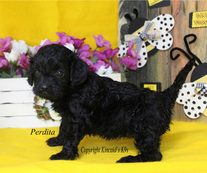 Cavapoo Puppy for sale in CHANUTE, KS, USA