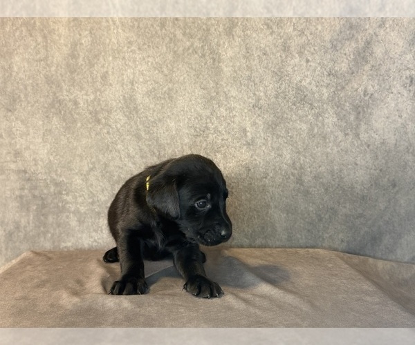Medium Photo #7 Labrador Retriever Puppy For Sale in WHITNEY, TX, USA
