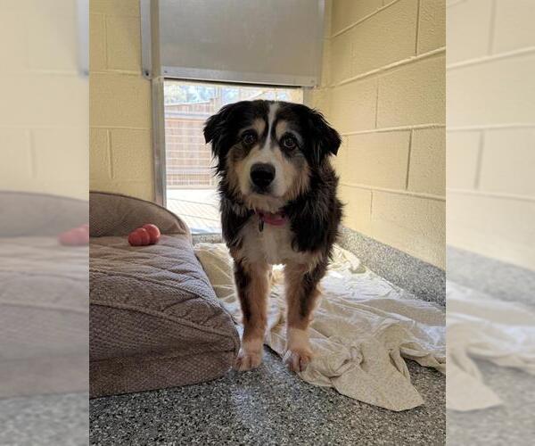 Medium Photo #1 Australian Shepherd Puppy For Sale in Brewster, MA, USA