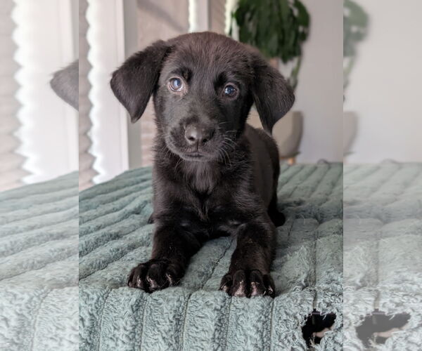 Medium Photo #1 Shepradors Puppy For Sale in Oakhurst, NJ, USA