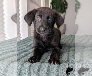 Shepradors Dogs for adoption in Oakhurst, NJ, USA