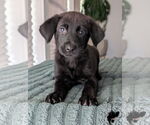 Small Shepradors