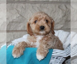 Cavapoo Puppy for sale in THORP, WI, USA