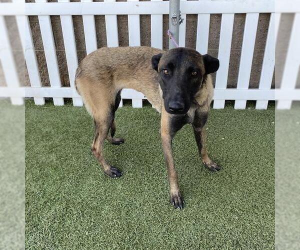 Medium Photo #1 Mutt Puppy For Sale in Modesto, CA, USA