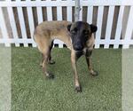 *MISTY - Female Mutt Dog for Adoption - Small photo