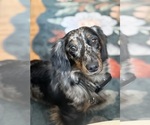 Small #6 Dachshund