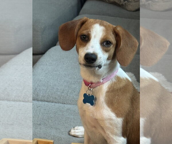 Medium Photo #3 Beagle-Unknown Mix Puppy For Sale in Plainfield, IL, USA