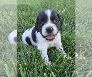 Cocker Spaniel-English Springer Spaniel Mix Puppy for sale in BAYLISS, CA, USA