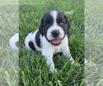 Image preview for Ad Listing. Nickname: Litter of 8