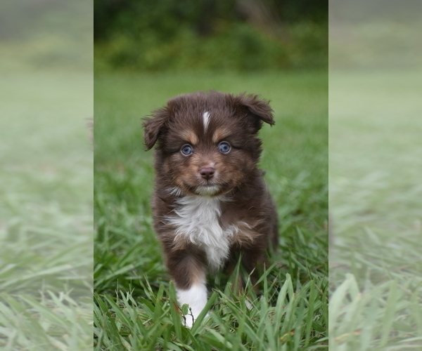 Medium Photo #6 Miniature Australian Shepherd Puppy For Sale in PALM COAST, FL, USA