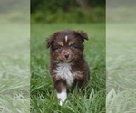 Small #5 Miniature Australian Shepherd