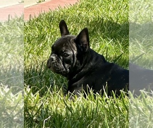 French Bulldog Litter for sale in SALINAS, CA, USA