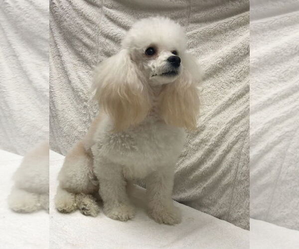 Medium Photo #6 Poodle (Miniature) Puppy For Sale in Lincolnwood, IL, USA