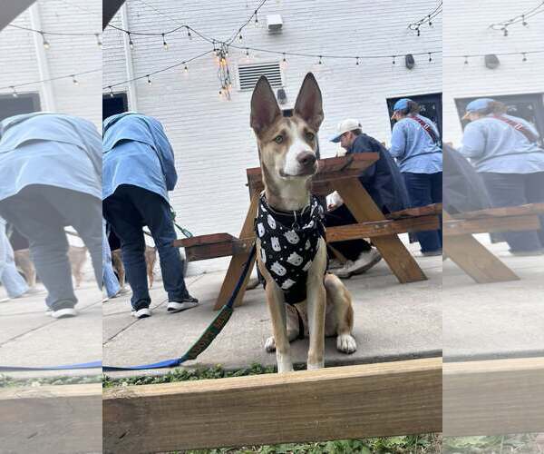 Medium Photo #9 Mutt Puppy For Sale in Greenville, SC, USA