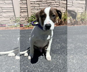 Mutt Dogs for adoption in Sterling, MA, USA