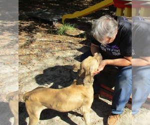 Labrador Retriever-Unknown Mix Dogs for adoption in Camden, SC, USA