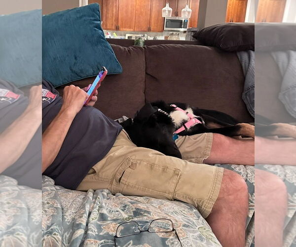 Medium Photo #3 Border Collie-Unknown Mix Puppy For Sale in Plainfield, IL, USA