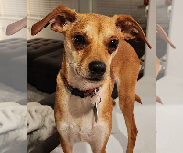 Medium Photo #2 Chihuahua-Whippet Mix Puppy For Sale in Bellevue, WA, USA