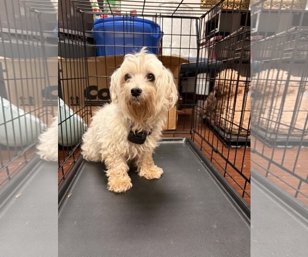 Medium Photo #2 Maltese Puppy For Sale in Holly Springs, NC, USA
