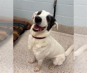 Border Collie Dogs for adoption in Brighton, CO, USA