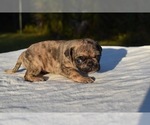 Small #3 Pug