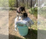 Small Photo #25 Australian Shepherd Puppy For Sale in FARMVILLE, VA, USA