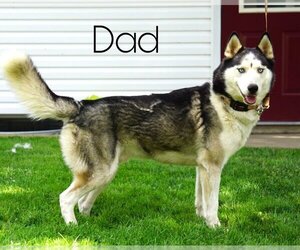 Father of the German Shepherd Dog-Siberian Husky Mix puppies born on 04/15/2022