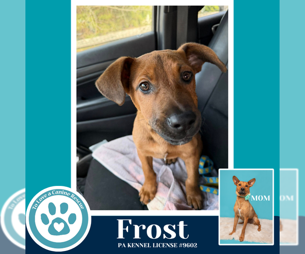 Medium Photo #10 Labrador Retriever-Unknown Mix Puppy For Sale in Kimberton, PA, USA