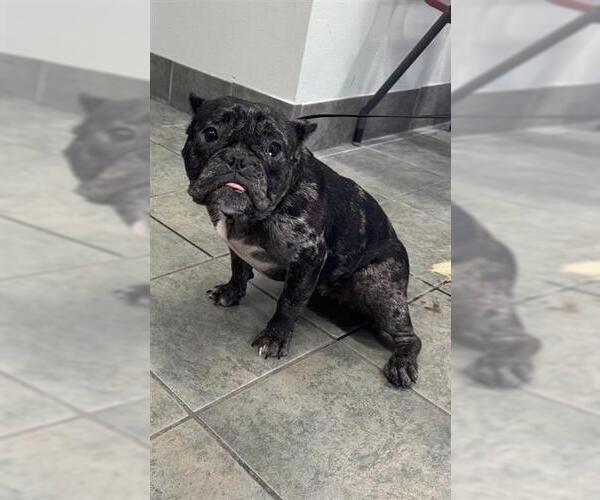 Medium Photo #1 French Bulldog Puppy For Sale in San Antonio, TX, USA