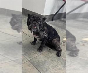 French Bulldog Dogs for adoption in San Antonio, TX, USA