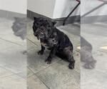 Small French Bulldog