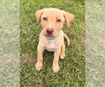 Small #1 Labrador Retriever Mix