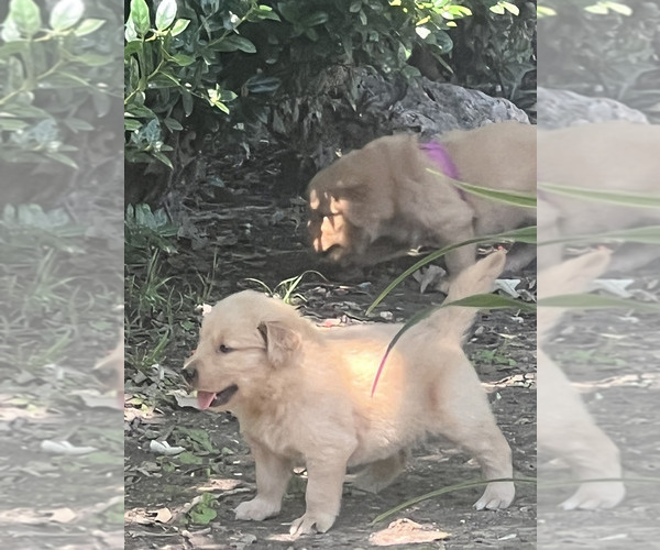 Medium Photo #2 Golden Retriever Puppy For Sale in WACO, TX, USA