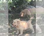 Small #1 Golden Retriever