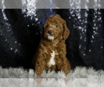 Small Photo #5 Goldendoodle (Miniature) Puppy For Sale in WARSAW, IN, USA