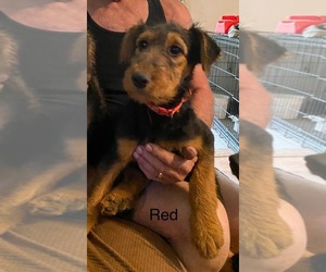 Airedale Terrier Puppy for sale in STEEDMAN, MO, USA