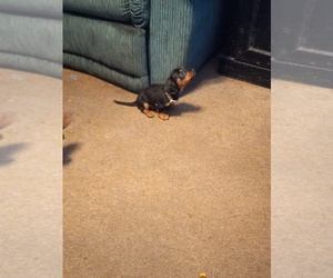 Dachshund Puppy for sale in BAKERSVILLE, NC, USA