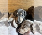 Small Photo #36 Dachshund Puppy For Sale in LAKEBAY, WA, USA