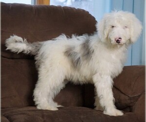 Poodle (Miniature)-Sheepadoodle Mix Puppy for sale in FREDERICKSBG, OH, USA