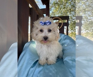 Maltipoo Puppy for sale in LANCASTER, MO, USA