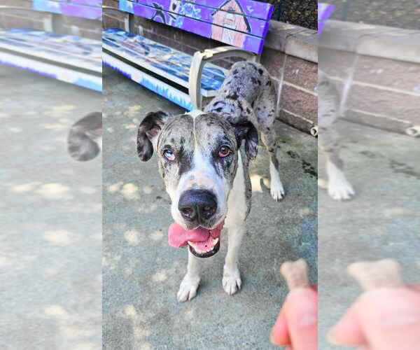 Medium Photo #4 Great Dane Puppy For Sale in Bullard, TX, USA