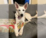 Small #4 Siberian Husky Mix