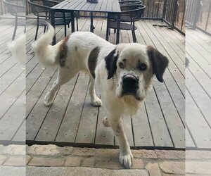 Saint Bernard-Unknown Mix Dogs for adoption in Dallas, TX, USA