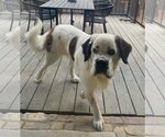 Small Photo #1 Saint Bernard-Unknown Mix Puppy For Sale in Dallas, TX, USA