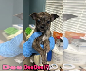 Mutt Dogs for adoption in Woodbury, NY, USA