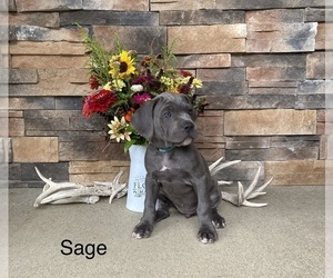Cane Corso Puppy for sale in MASON, IL, USA