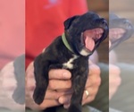 Small #3 Boxer