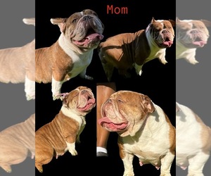Mother of the English Bulldog puppies born on 02/27/2023